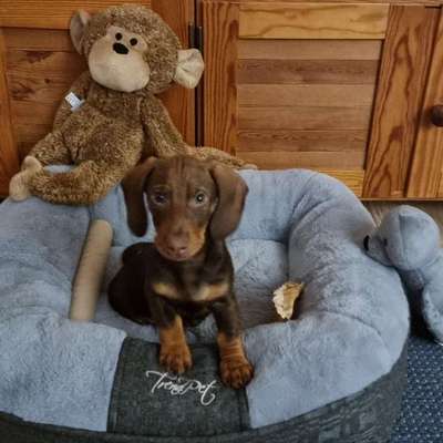 Hundetreffen-Welpentreffen in Bad Harzburg o. Goslar-Bild