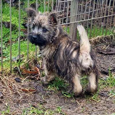 Hundetreffen-Welpentreffen im Raum Bad Harzburg /Goslar-Bild