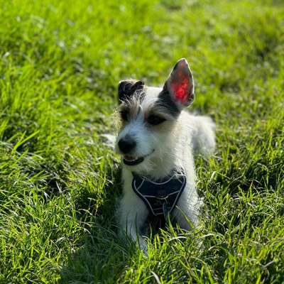 Hundetreffen-Spaziergang/Training/Spielen-Bild