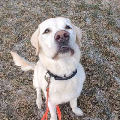 Hundetreffen-Hundetreffen in Oelsnitz Vogtland-Bild