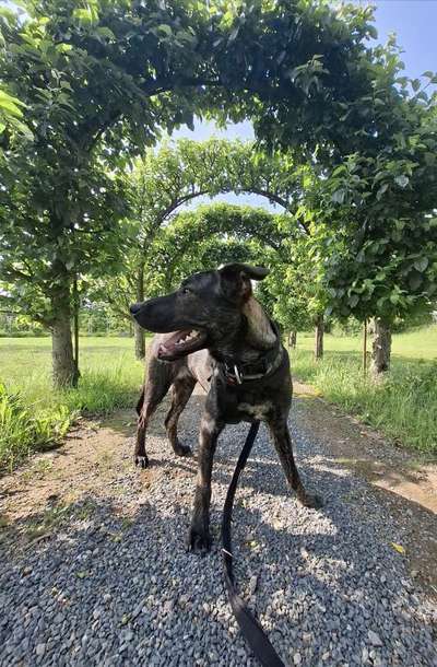 Hundetreffen-Spieltreffen und ruhige Spaziergänge-Bild