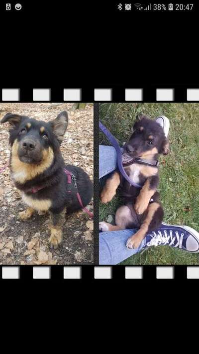 Welpen Bilder !-Beitrag-Bild