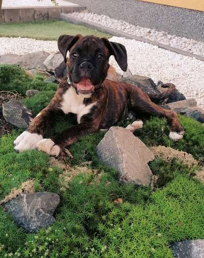 Welpen Bilder !-Beitrag-Bild