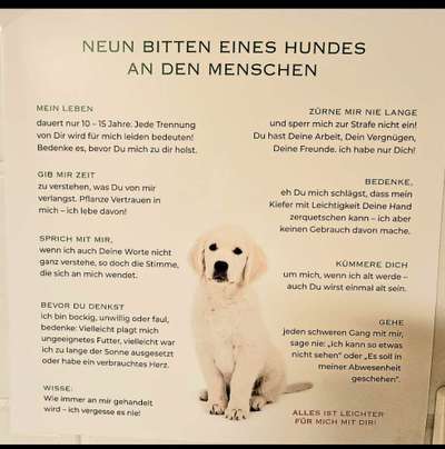 Ein Hund als Weihnachtsgeschenk? 🎁🐶 Muss das sein?-Beitrag-Bild