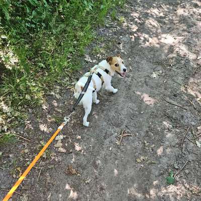 Hundetreffen-Mantrailing zu zweit-Bild