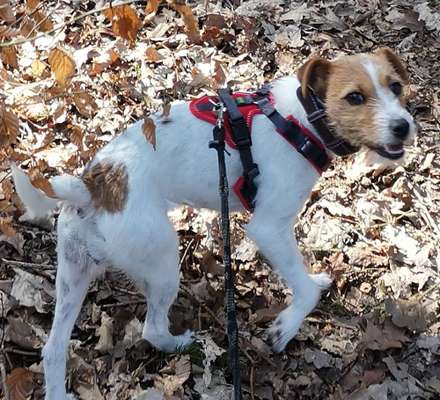 Wo sind die Jack und Parson Russell Terrier?-Beitrag-Bild