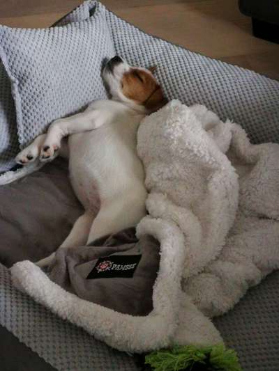 Dogorama Photo Challenge - Zeigt her eure Bäuche-Beitrag-Bild