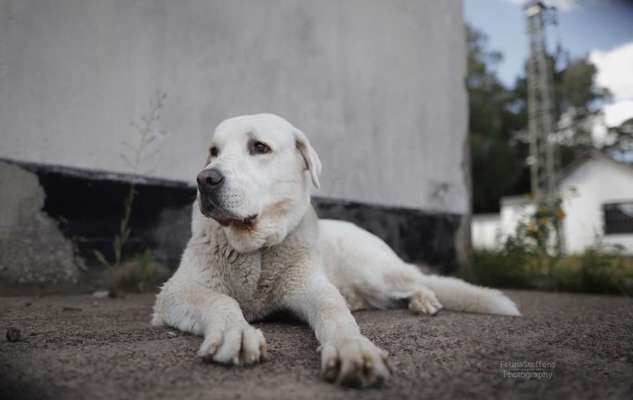 Hundetreffen-Spaziergang, Training.-Bild