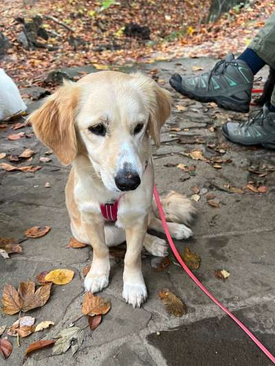 Mischlingshunde Foto Aufruf-Beitrag-Bild