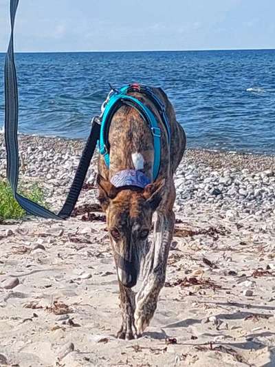 Windhunde - Treffen der besonderen Schönheiten
HERZLICH WILLKOMMEN-Beitrag-Bild