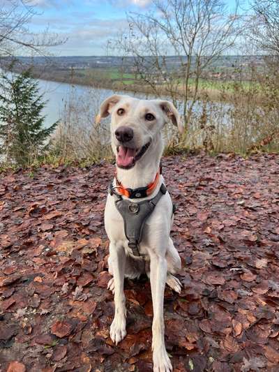 Hundetreffen-Gassi & Spielen im Aischtal / Uehlfeld / Höchstadt-Bild