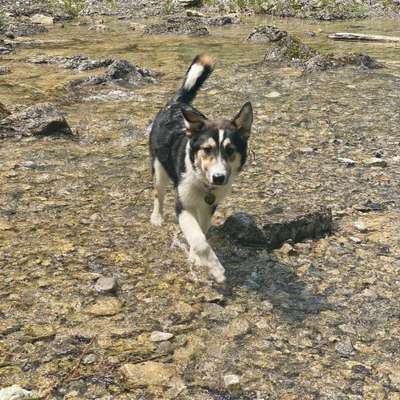 Hundetreffen-Gruppenspaziergang mit Trainingseinheiten-Bild