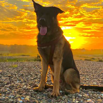 Hundetreffen-Schäferhund Treffen-Bild