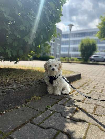 Hundetreffen-Lilly such Gassifreunde-Bild