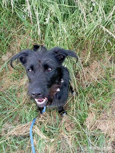 Wo sind die Mischlinge?-Beitrag-Bild