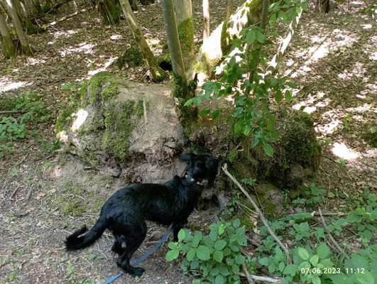 Wo sind die Mischlinge?-Beitrag-Bild