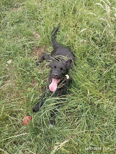 Wo sind die Mischlinge?-Beitrag-Bild