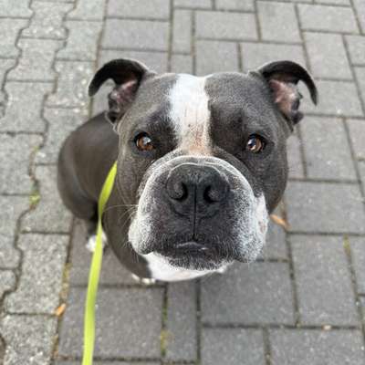 Hundetreffen-Spaziergang mit Spaß und Spiel-Bild