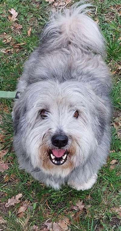 Hund zu dick?-Beitrag-Bild