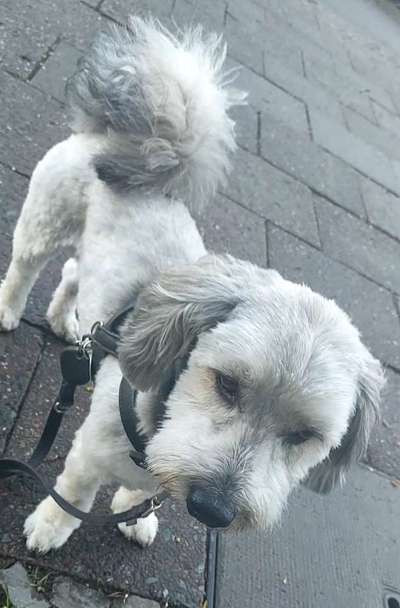 Hund zu dick?-Beitrag-Bild