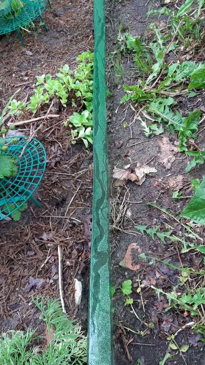 Was macht Ihr gegen Schnecken im Garten?-Beitrag-Bild