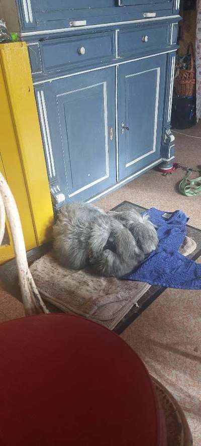 Langhaarigen Hund shampoonieren-Beitrag-Bild