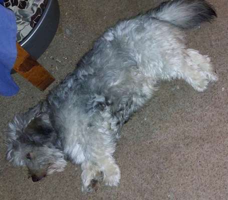 Hund zu dick?-Beitrag-Bild