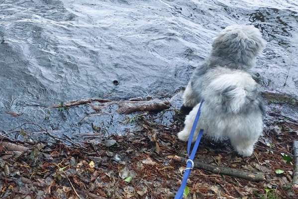 Langhaarigen Hund shampoonieren-Beitrag-Bild