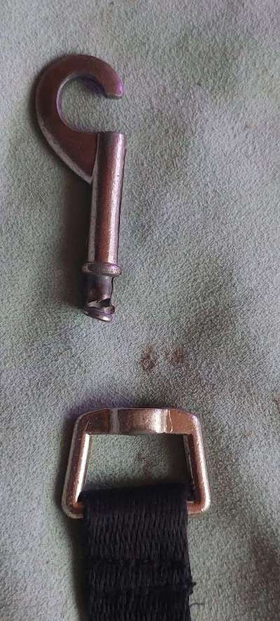 Erziehungshalsband-Beitrag-Bild