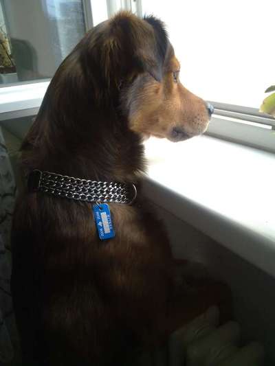 Halsketten nicht erlaubt auf Hundeplatz-Beitrag-Bild