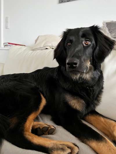 Hovawart-Beitrag-Bild