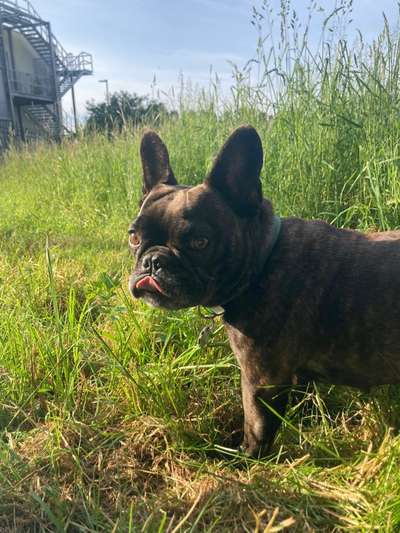 Französische Bulldoggen-Beitrag-Bild