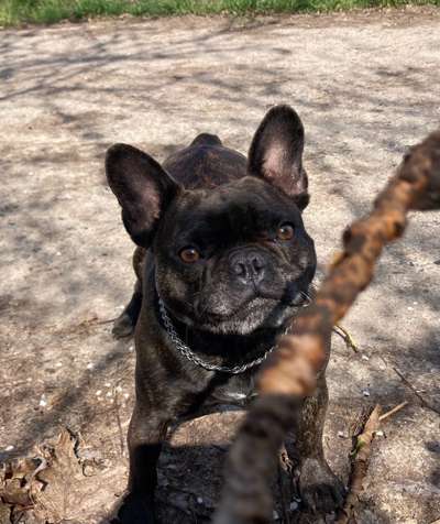 Französische Bulldoggen-Beitrag-Bild