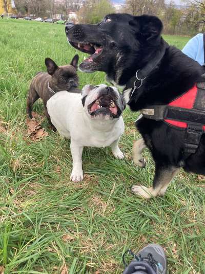 Freilauf?-Beitrag-Bild