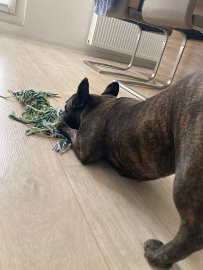 Französische Bulldoggen-Beitrag-Bild