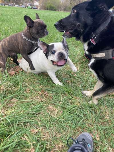 Französische Bulldoggen-Beitrag-Bild