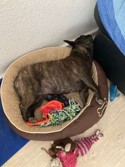 Französische Bulldoggen-Beitrag-Bild