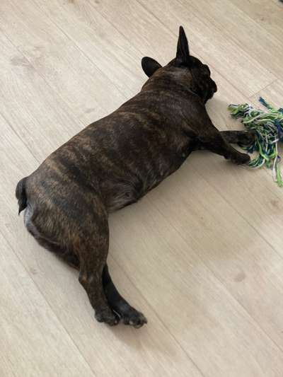 Französische Bulldoggen-Beitrag-Bild