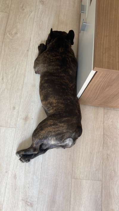 Französische Bulldoggen-Beitrag-Bild