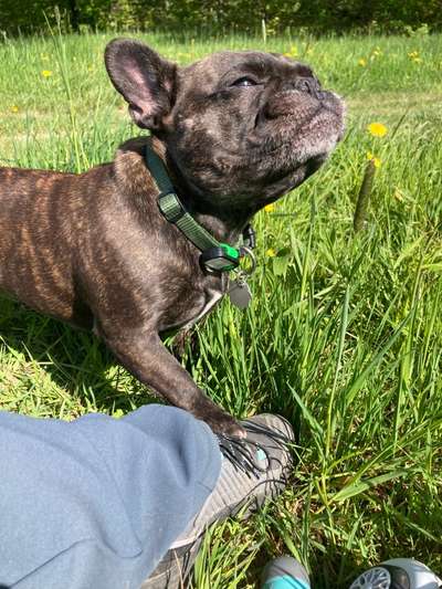 Dogorama Photo Challenge - Frühlingserwachen-Beitrag-Bild