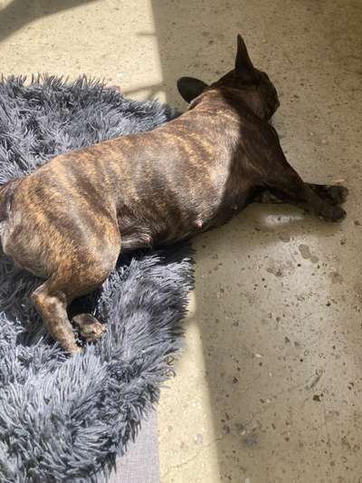 Französische Bulldoggen-Beitrag-Bild