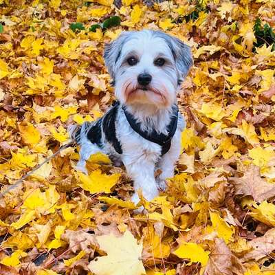 Hundetreffen-Gassi Hilfe 🐶-Bild