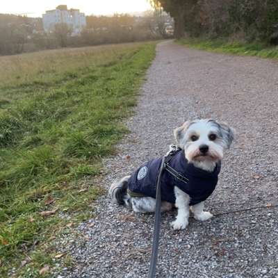 Hundetreffen-Gassi Hilfe 🐶-Bild