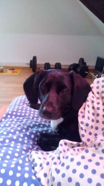 Darf der Hund bei Euch im Bett schlafen?-Beitrag-Bild