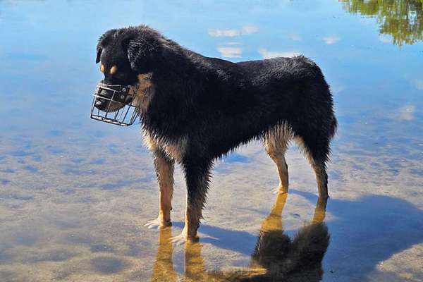 Fotowettbewerb: Wasserratte-Beitrag-Bild