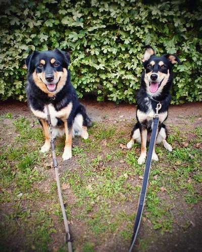 Mischlingshunde Foto Aufruf-Beitrag-Bild