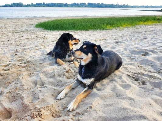 Die Dogorama Kalender Challenge 4/4-Beitrag-Bild