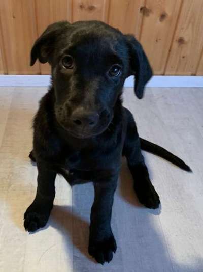 Welpenfotos-Beitrag-Bild