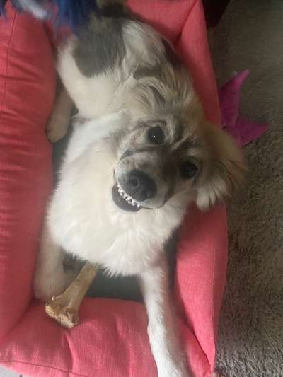 Auslandstierschutz-Beitrag-Bild