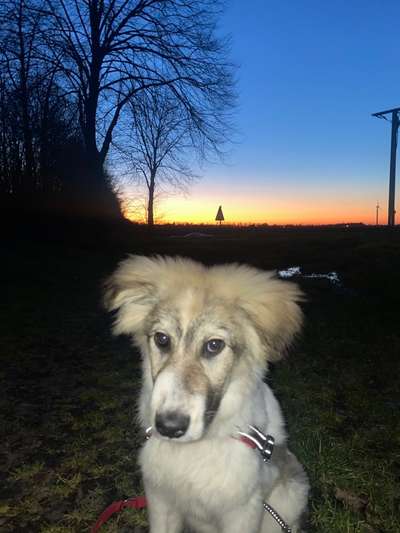 Auslandstierschutz-Beitrag-Bild